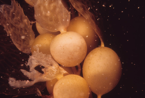 Giant Kelp Air Bladders