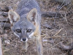 Fox Pix 2003 010
