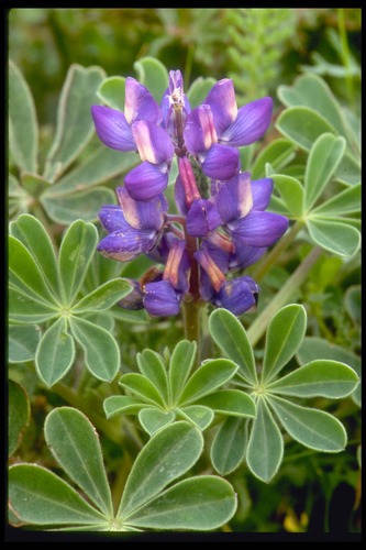 SMI Fb-4 (bottom right)
