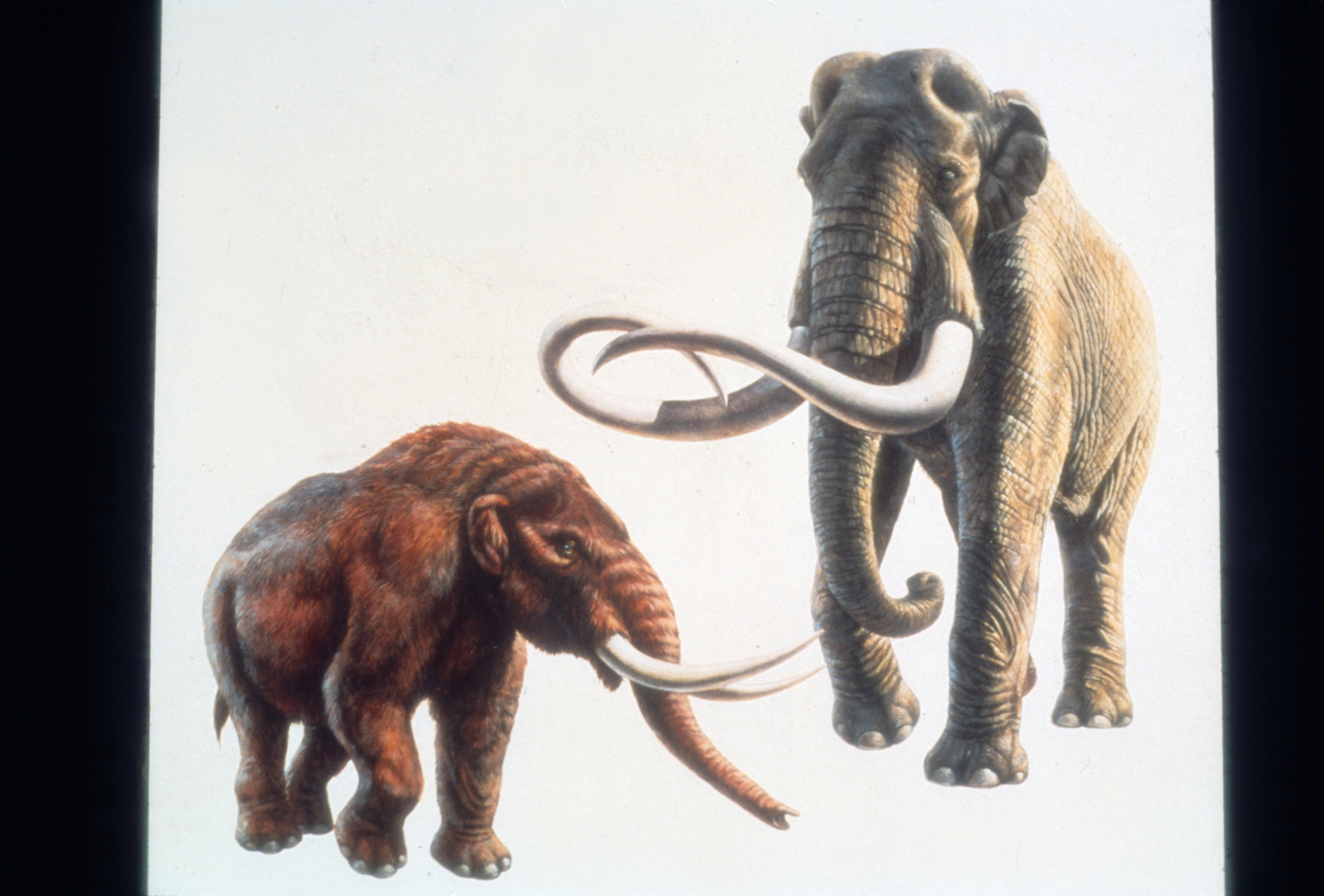 Mammoth and Mastadon Drawing