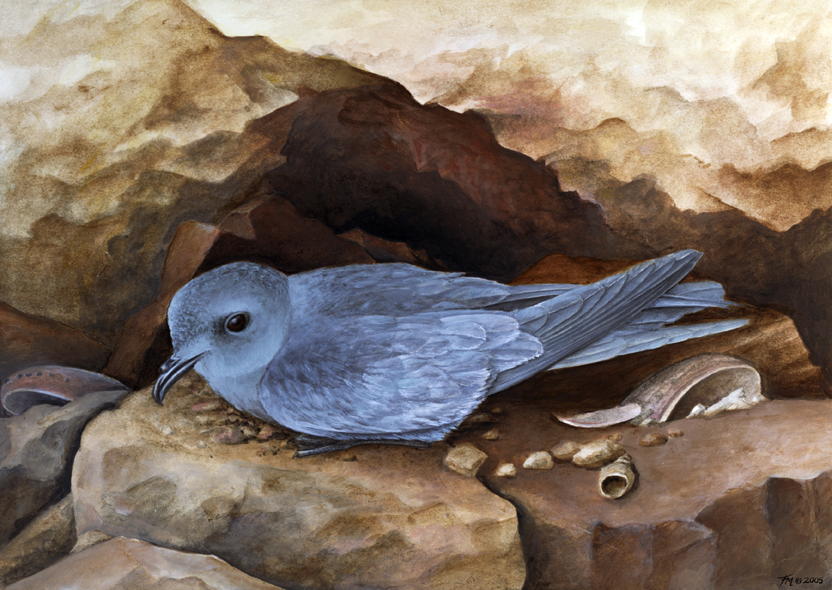 Ashy Storm Petrel (Oceanodroma homochroa)
