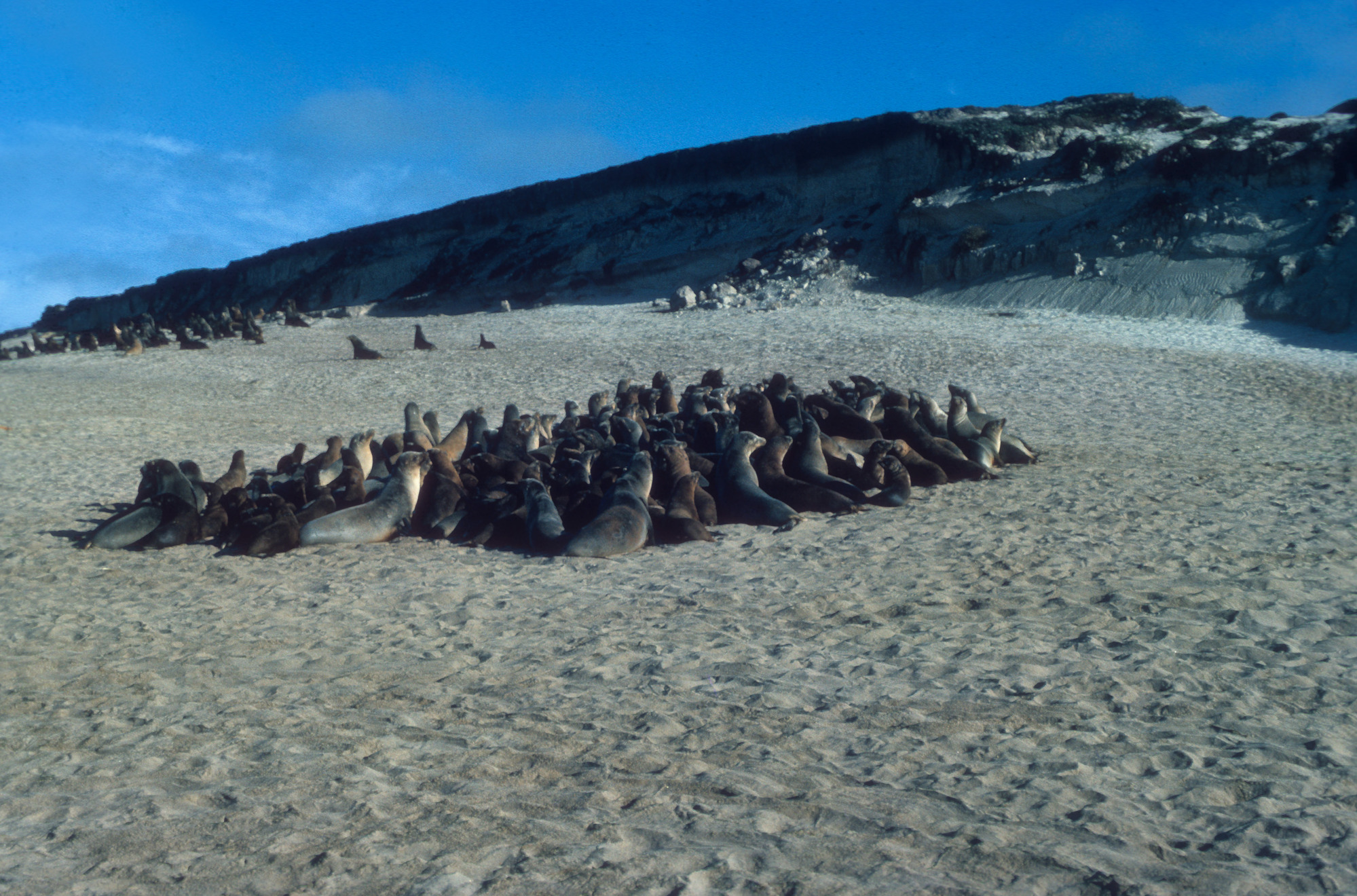 California Sea Lions