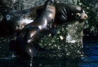 California Sea Lions