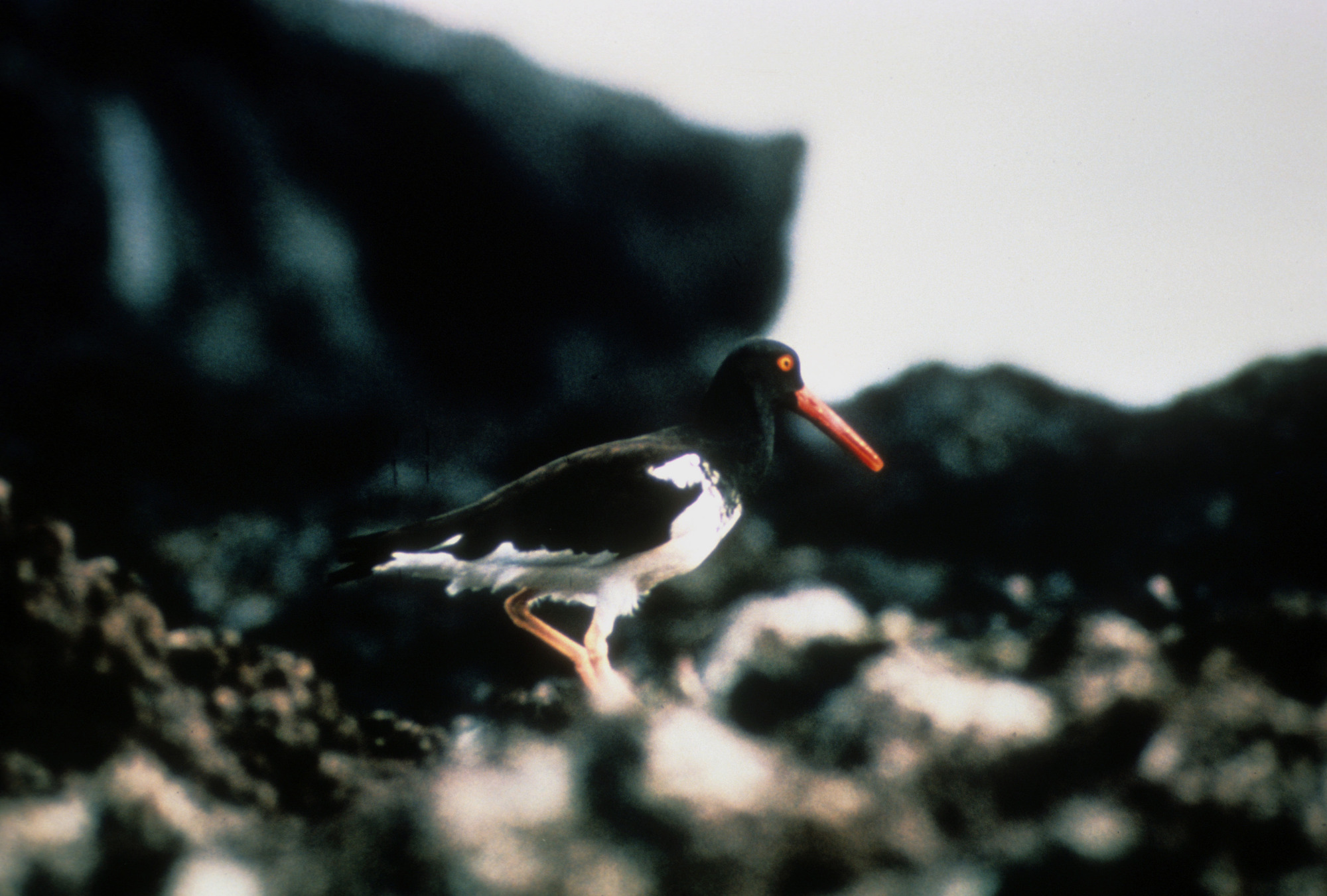 American Oystercatchcer
