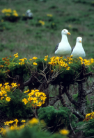 Western Gulls on Coreopsis