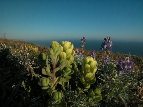 sri- flora-fauna-kdo - 36