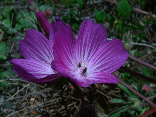 sri- flora-fauna-kdo - 44