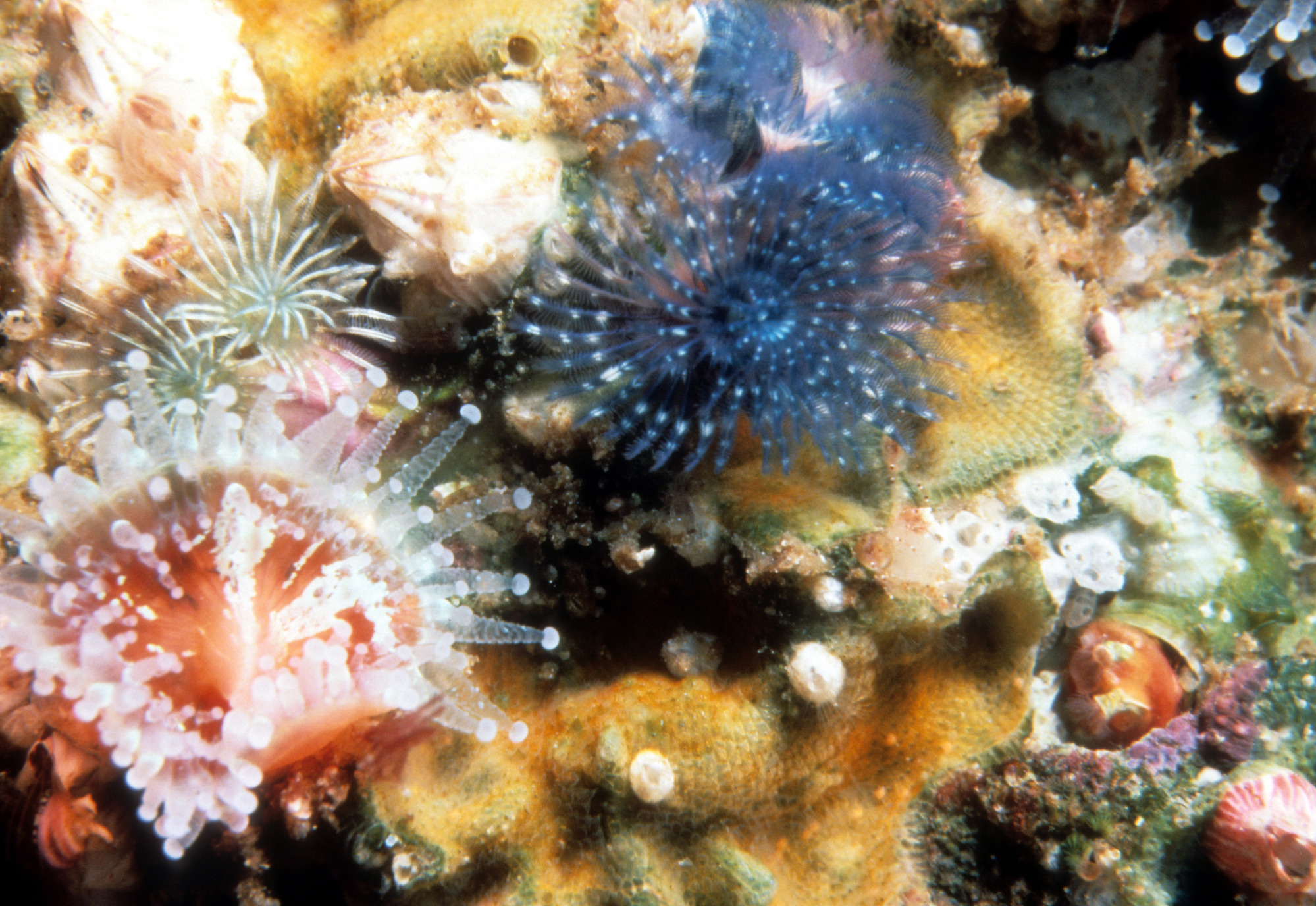 Christmas Tree Worms with Strawberry Anemones