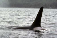 Orca, Male