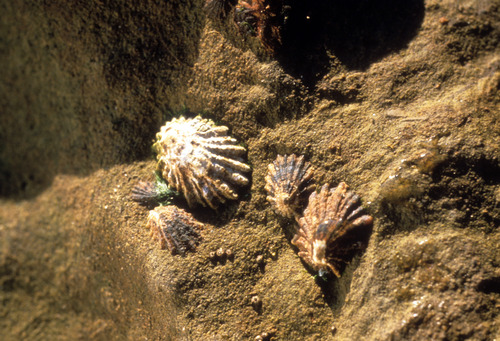 Rough Limpet