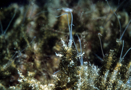 Phyllochaetopterus Prolificus