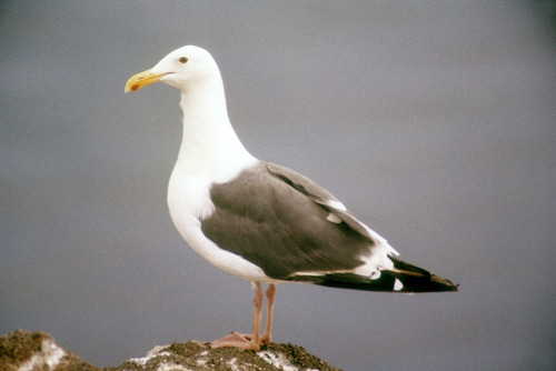 Western Gull