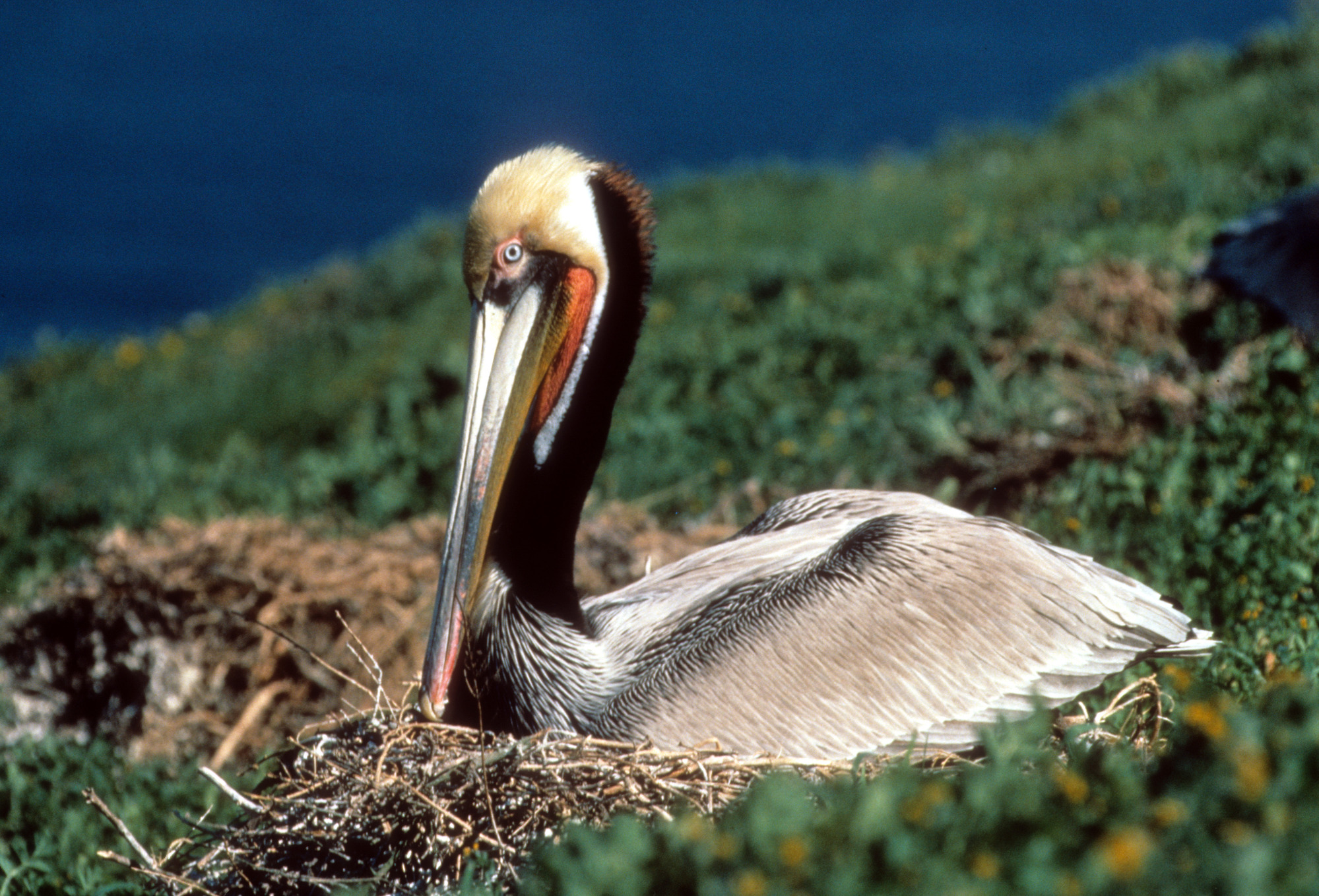 Brown Pelican on Nest