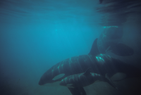 Orcas, Mother and Calf Underwater