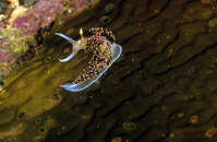Nudibranch