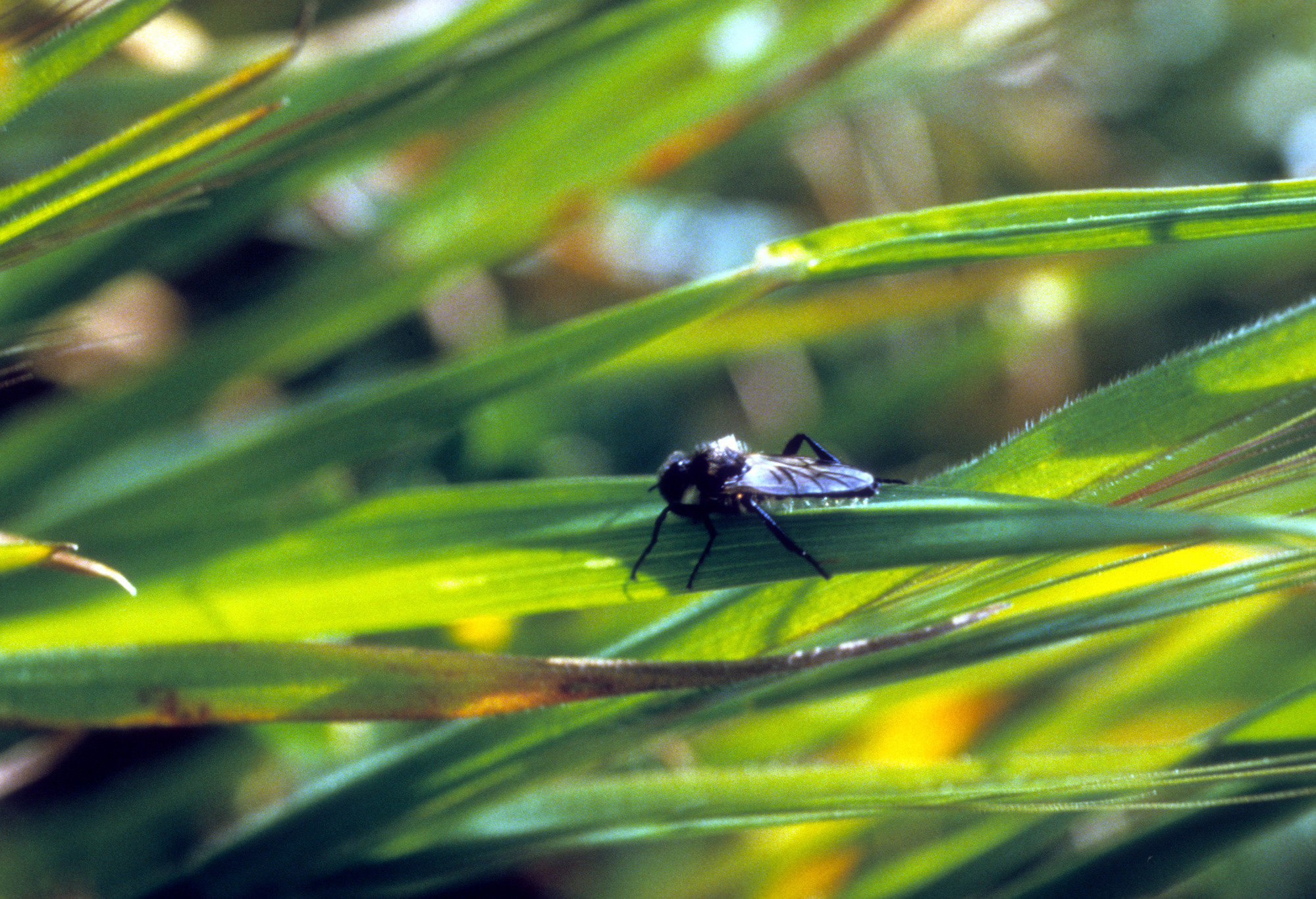 Robber Fly