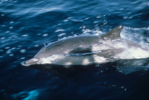 Common Dolphin