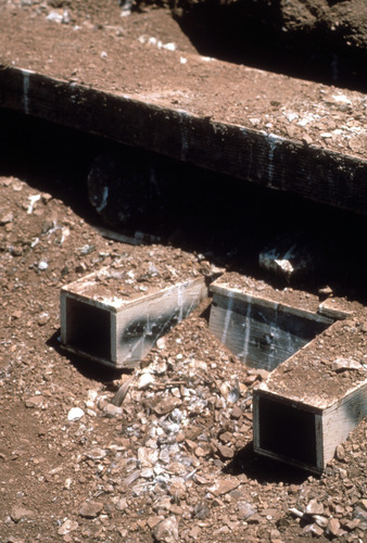 Cassins Auklet Condo