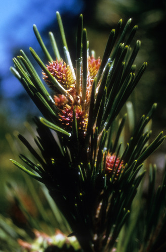 Bishop Pine
