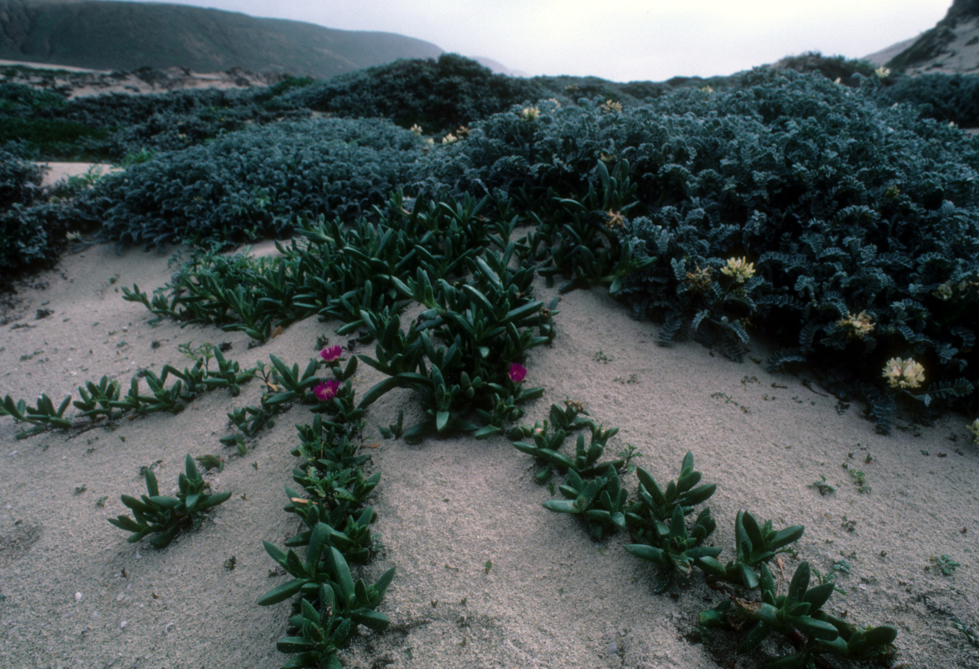 Locoweed and Iceplant