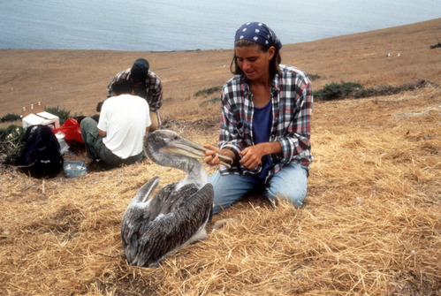 Pelican Banding