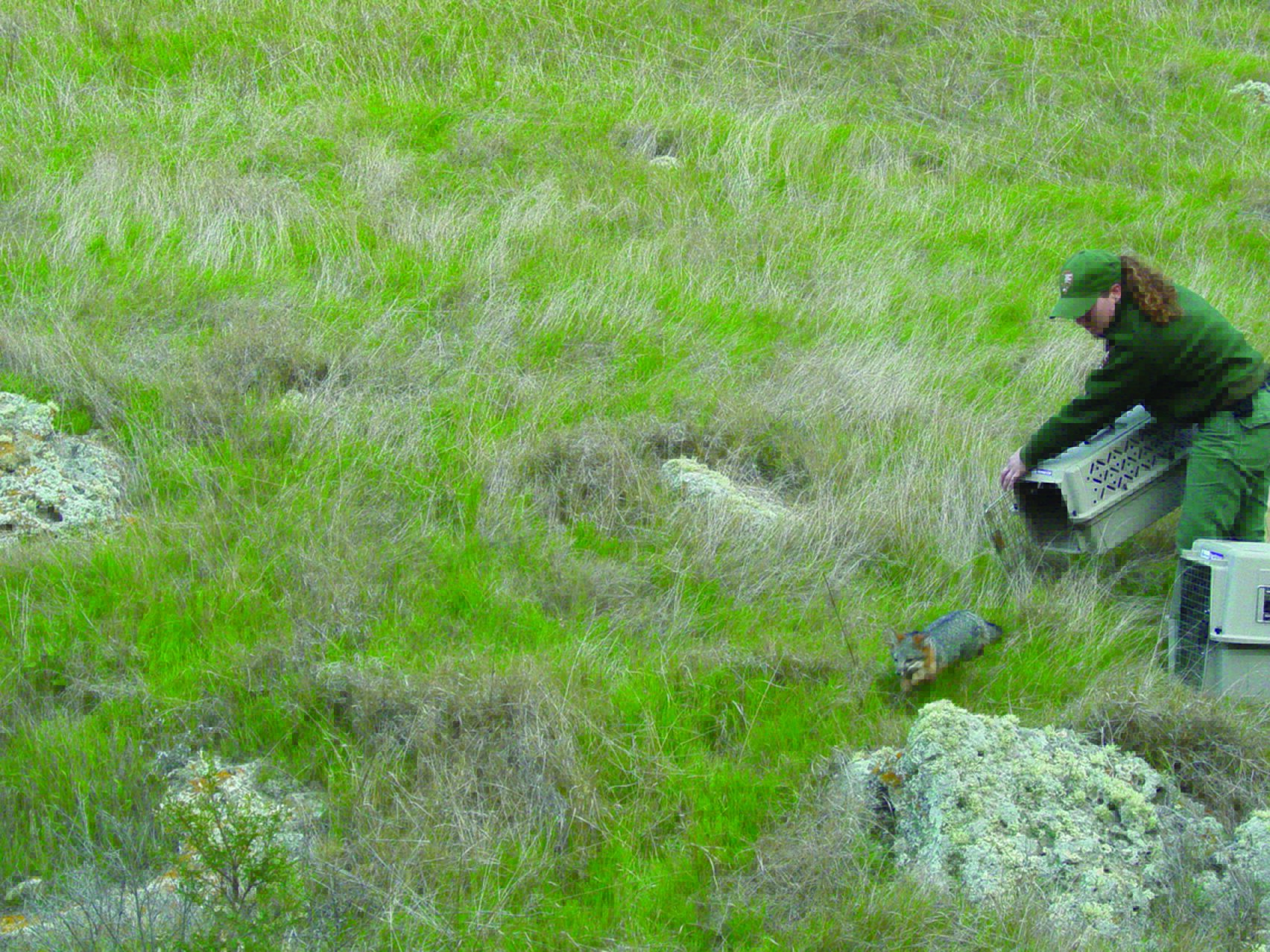 original fox release photo