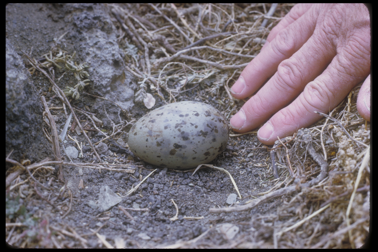 V20K26_Western_gull_egg