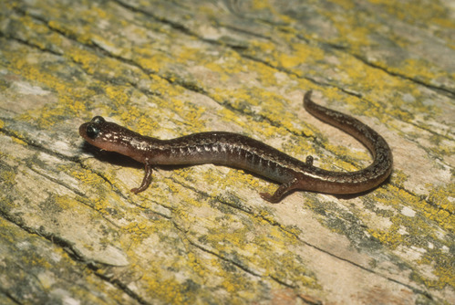 Pacific Slender Salamander