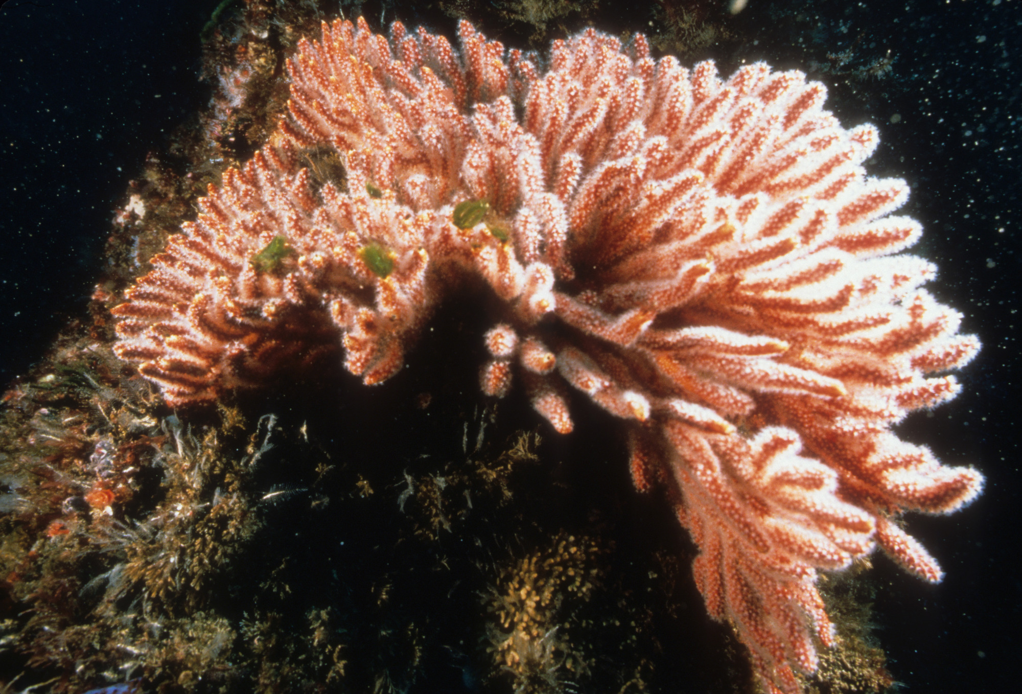 Brown Gorgonian