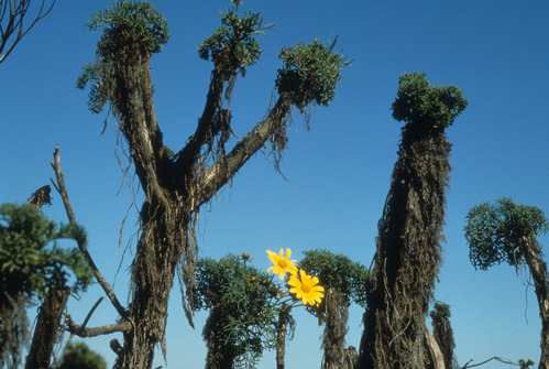 Coreopsis Going Dormant