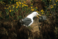 Western Gull Feeding Chick