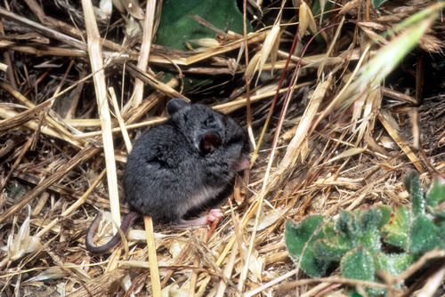 Deer Mouse, Juvenile