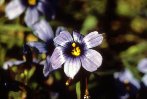Blue-Eyed Grass