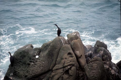 Cormorant