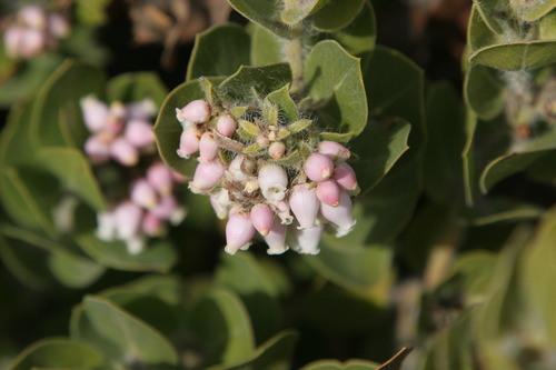 Santa Cruz_20070304_6189