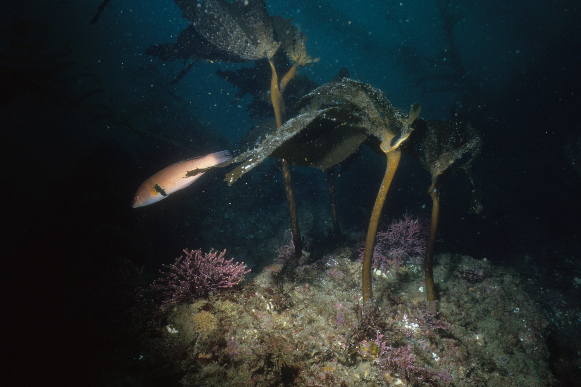 Senorita in Palm Kelp