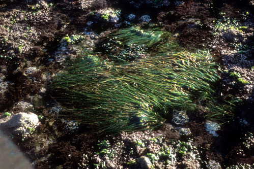 Eel Grass