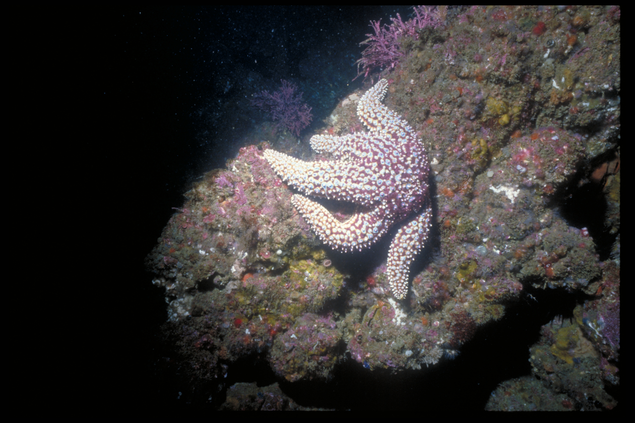 S3M1_Giant_Sea_Star or blue knobby star