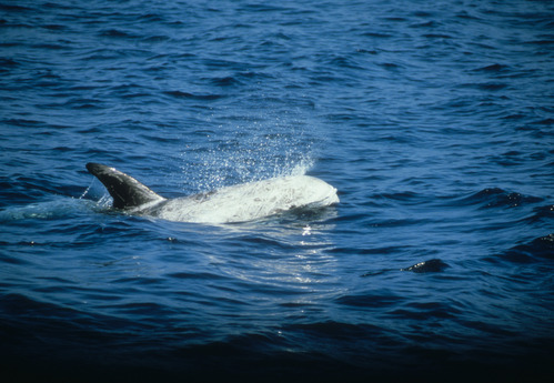 Risso's Dolphin