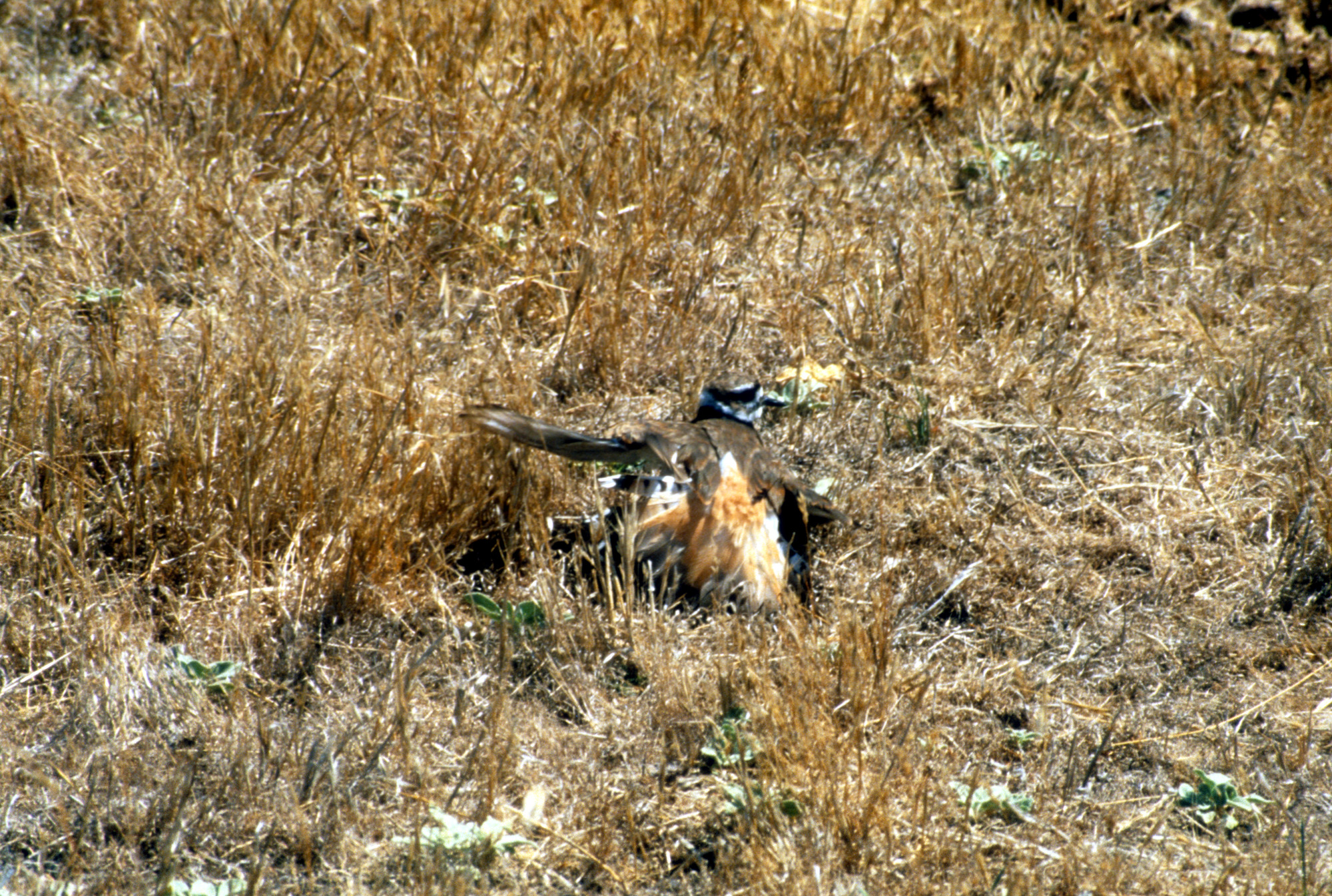 Killdeer