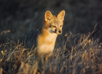 Island Fox