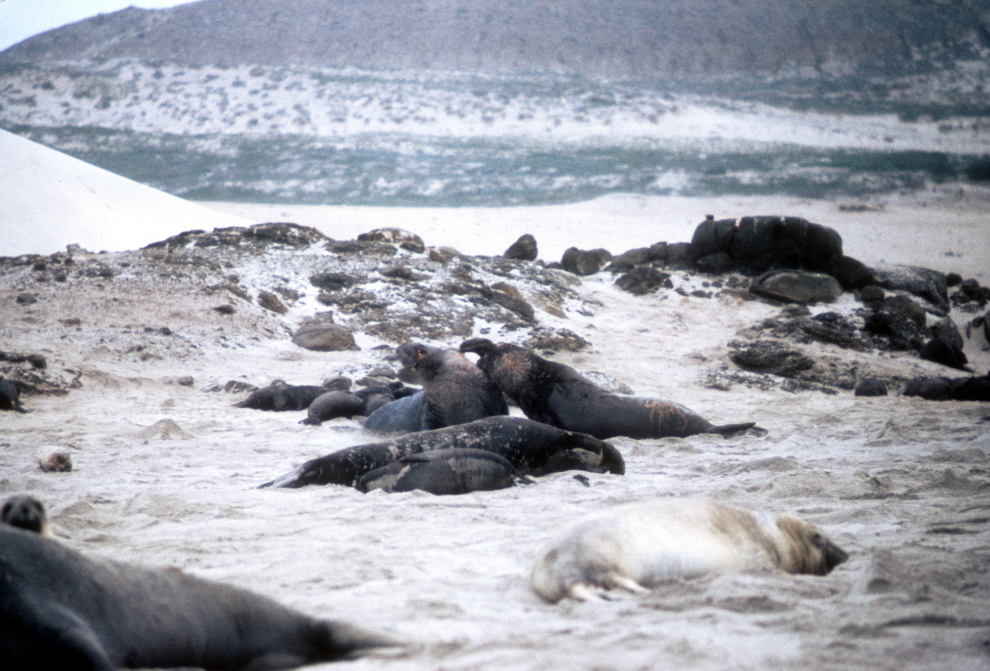 Northern Elephant Seal Bulls Fighting