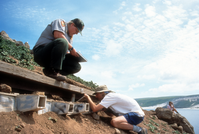 Cassins Auklet Monitoring