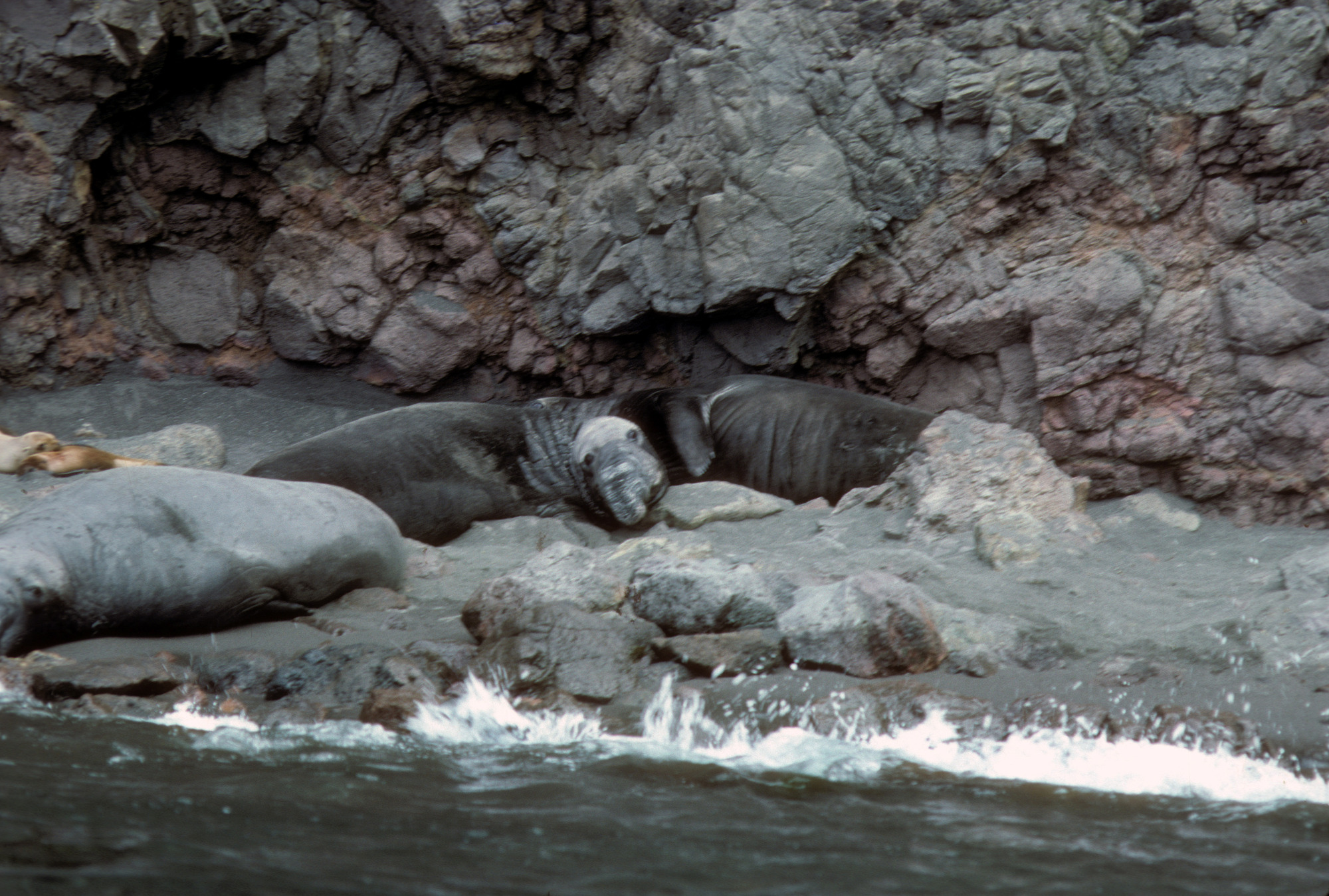 Northern Elephant Seals