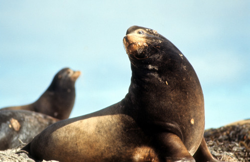 California Sea Lion Bull