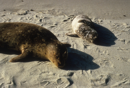 Harbor Seal and Pup