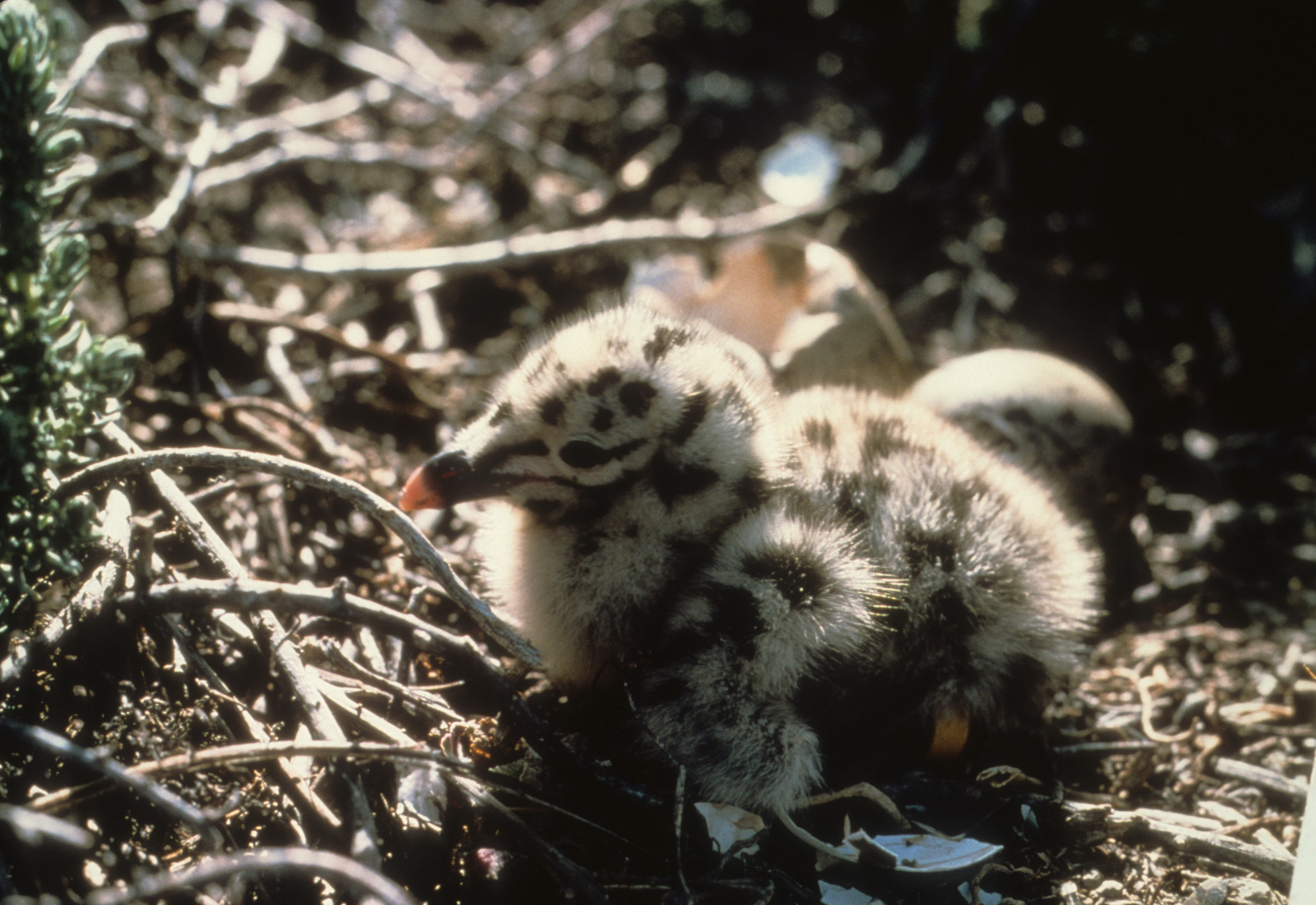 Western Gull Chick