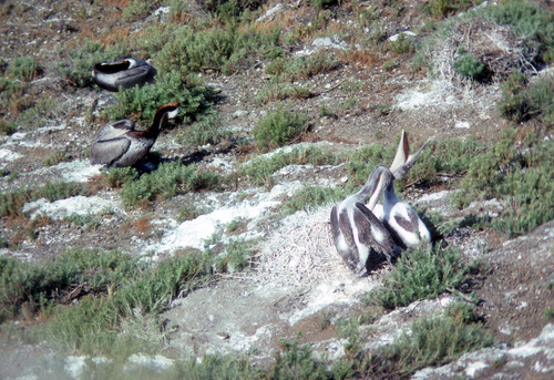Brown Pelican Chicks and Adults