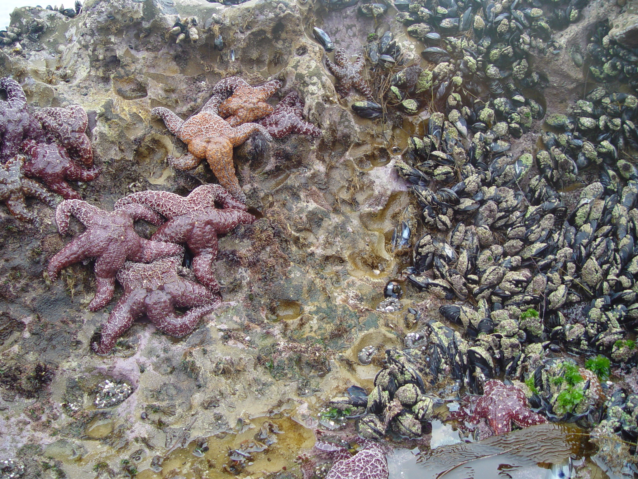 srfp_pisaster_myt_fa02_z