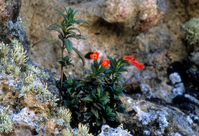 Island Monkey Flower